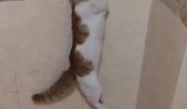 杀猫视频,杀猫视频引发的伦理反思